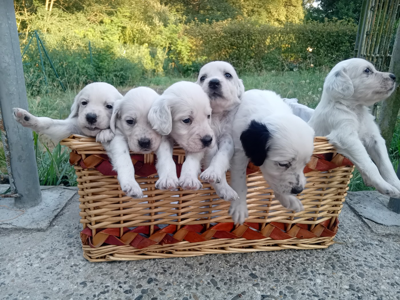 Déjà 1 mois - Les chiots de Txistu et d'R'Gy