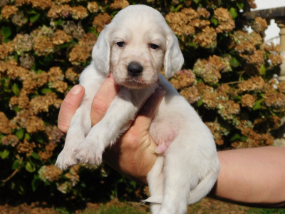 Chiot N°1